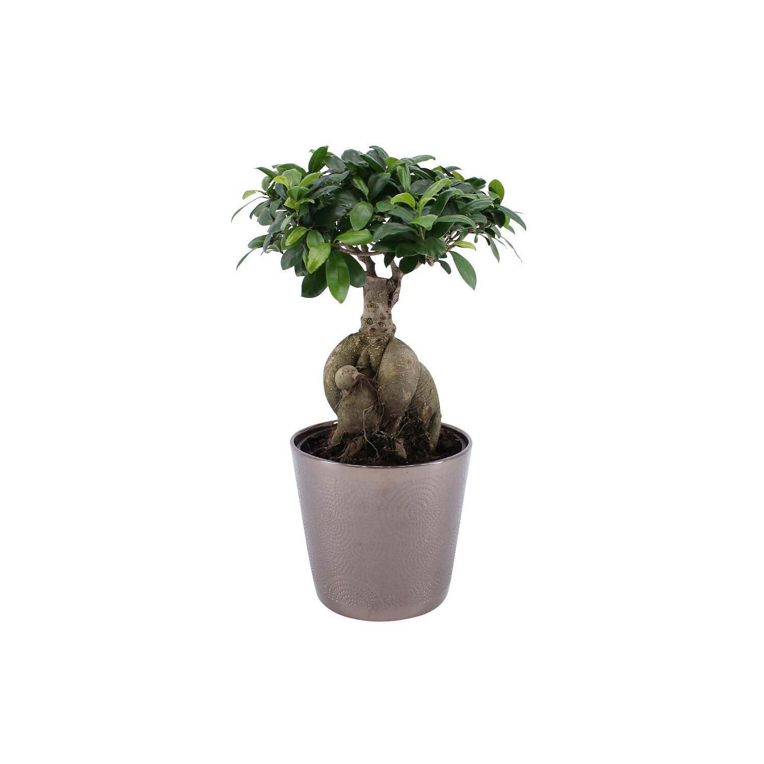 Plante pour la Maison ou le Bureau – Ficus Ginseng Bonsaï d